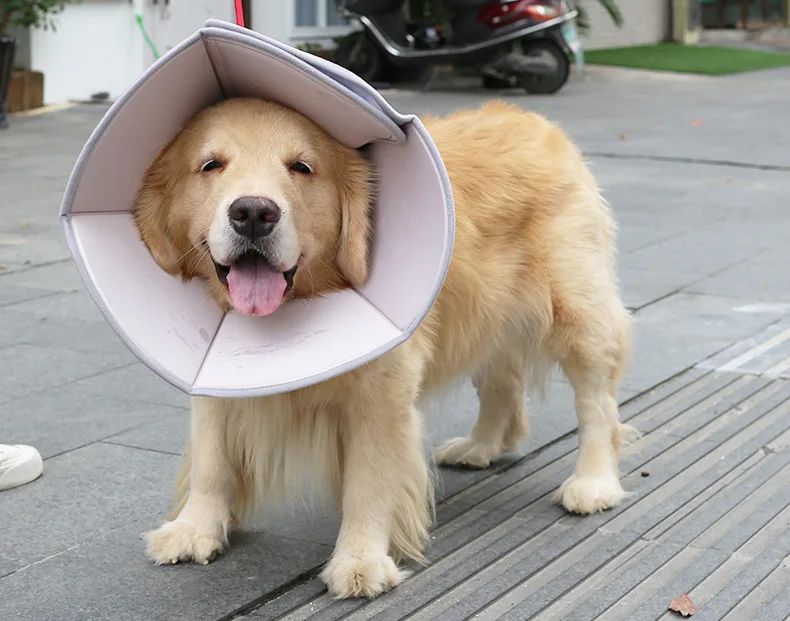 Soft Protective Collar for Happy Healing Pets